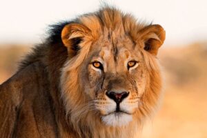 Rosto de leão em close-up com juba grande na savana, representando o 'Leão' da Receita Federal.