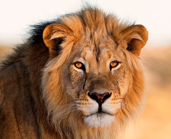 Rosto de leão em close-up com juba grande na savana, representando o 'Leão' da Receita Federal.
