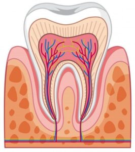 Desenho de um dente cortado ao meio mostrando esmalte, polpa e dentina.